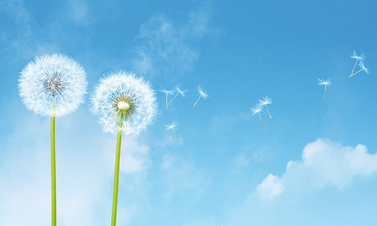 Promo aria pulita check up impianto clima igienizzazione abitacolo officine mazzarolo fonte treviso